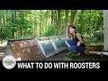 Backyard Chickens: What Do You Do With Extra Roosters?