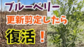 ここを切る夏剪定 夏にやるべきブルーベリーの管理法 カーメン君 園芸 ガーデニング 初心者 Youtube ここを切る夏剪定 夏にやるべきブルーベリーの管理法 カーメン君 園芸 ガーデニング 初心者 Youtube