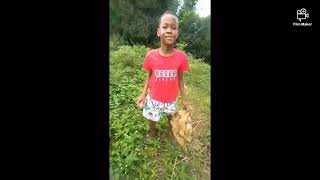 Stinking Fartlamb Comdey