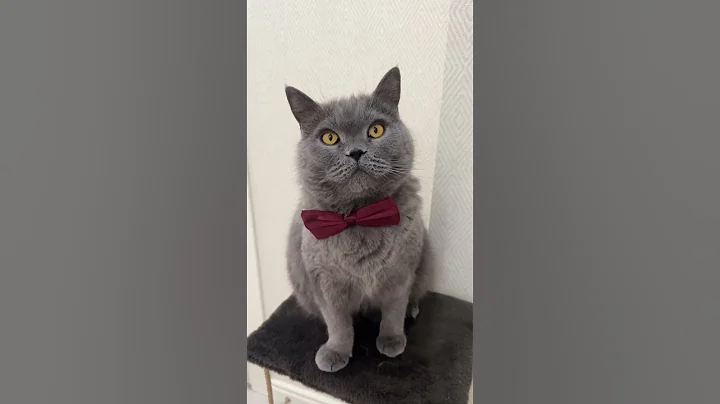 Watch the video about Funny Cat 😻😹 #shorts #cat #home #cute #funny #pets #kitten