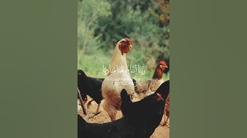 اجمل التلاوات تلاوة مليئة بالابداع والخشوع تريح القلب و الروح ارح سمعك🎧🧡