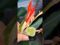 這個花叫什麼名字