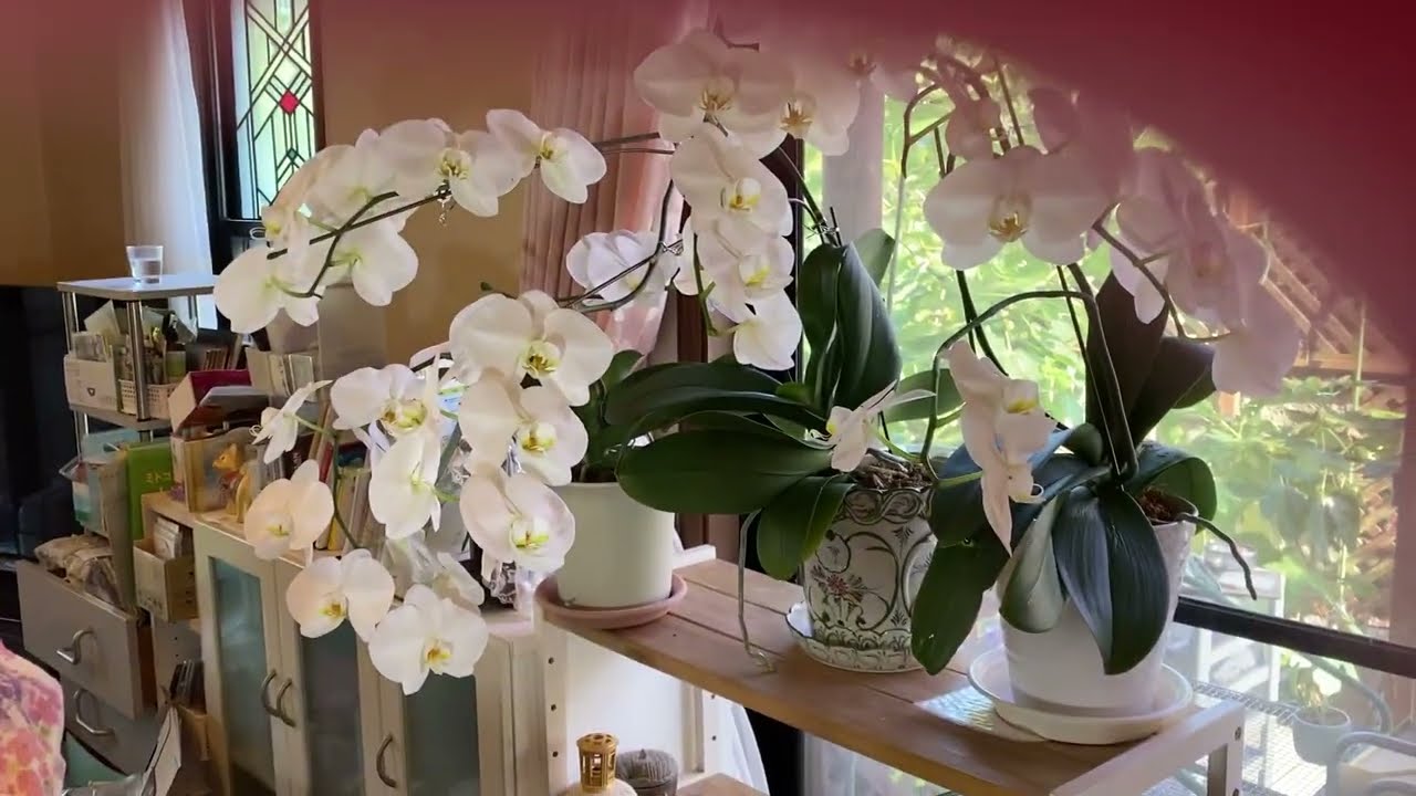 Phalaenopsis Orchid - Phal. 原種 洋蘭 Bulbophyllum hieroglyphica 