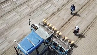 GLOBALink | Smart cotton planting in China's Xinjiang
