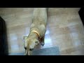 Bella the Dog - First video with my Kodak V1073 - Indoor lighting