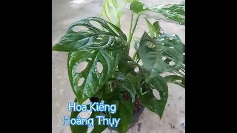 Cây trầu bà lỗ. cây Thanh lọc không khí và dễ chăm lắm. Zalo shop 0907451448