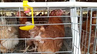 Point Of Laying In A Battery Cage