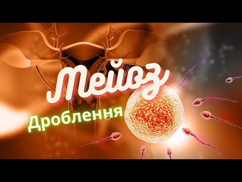 Статеві клітини. Мейоз. Гаметогенез 2020