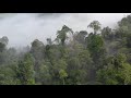 Morning over the Amazon in 4K (Episode 2) [No Copyright]