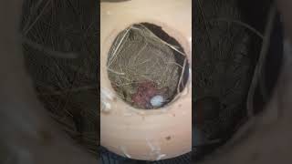 Famous Gray Java Baby #birds #java #whitejava #canary Net Worth