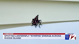 Spotted Lanternfly Nymphs emerge across RI