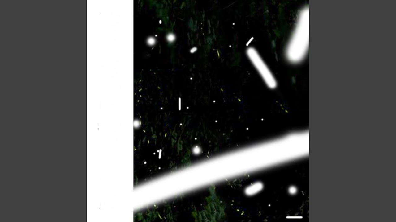 Assista a Fireflies no YouTube Assista a Fireflies no YouTube