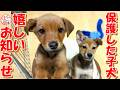 【保護犬 子犬】嬉しいお知らせ+おまけコーナー