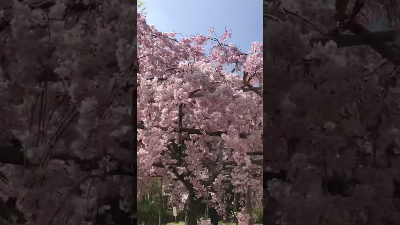 sakura No.2 #cherryblossom #sakura