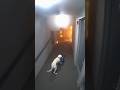 Dog Saved Him 😱😮 #doglove #dogsavelife #viral #dhurandhar #firefighter #sora2 #fire