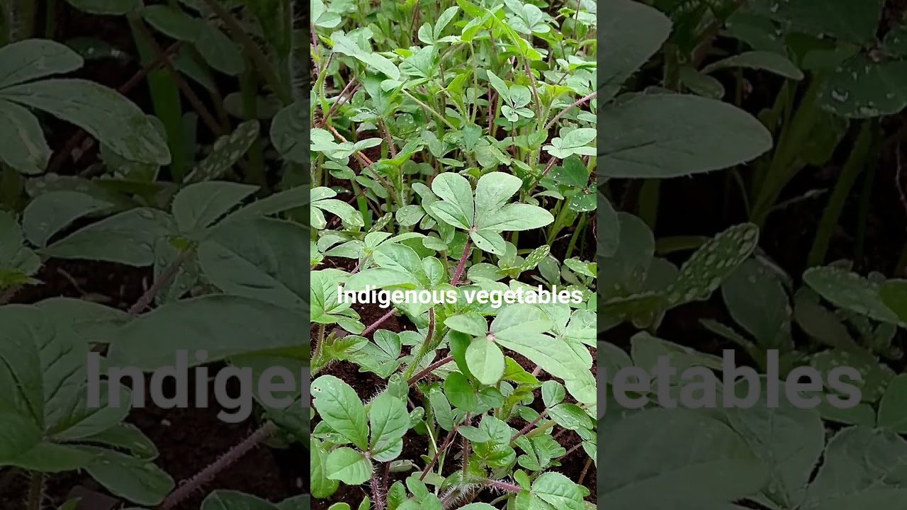 COMMON INDIGENOUS VEGETABLES 