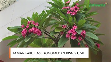 FEB-UMJ Campus Tour #1 By LSO CAKRAWALA "Taman FEB UMJ"