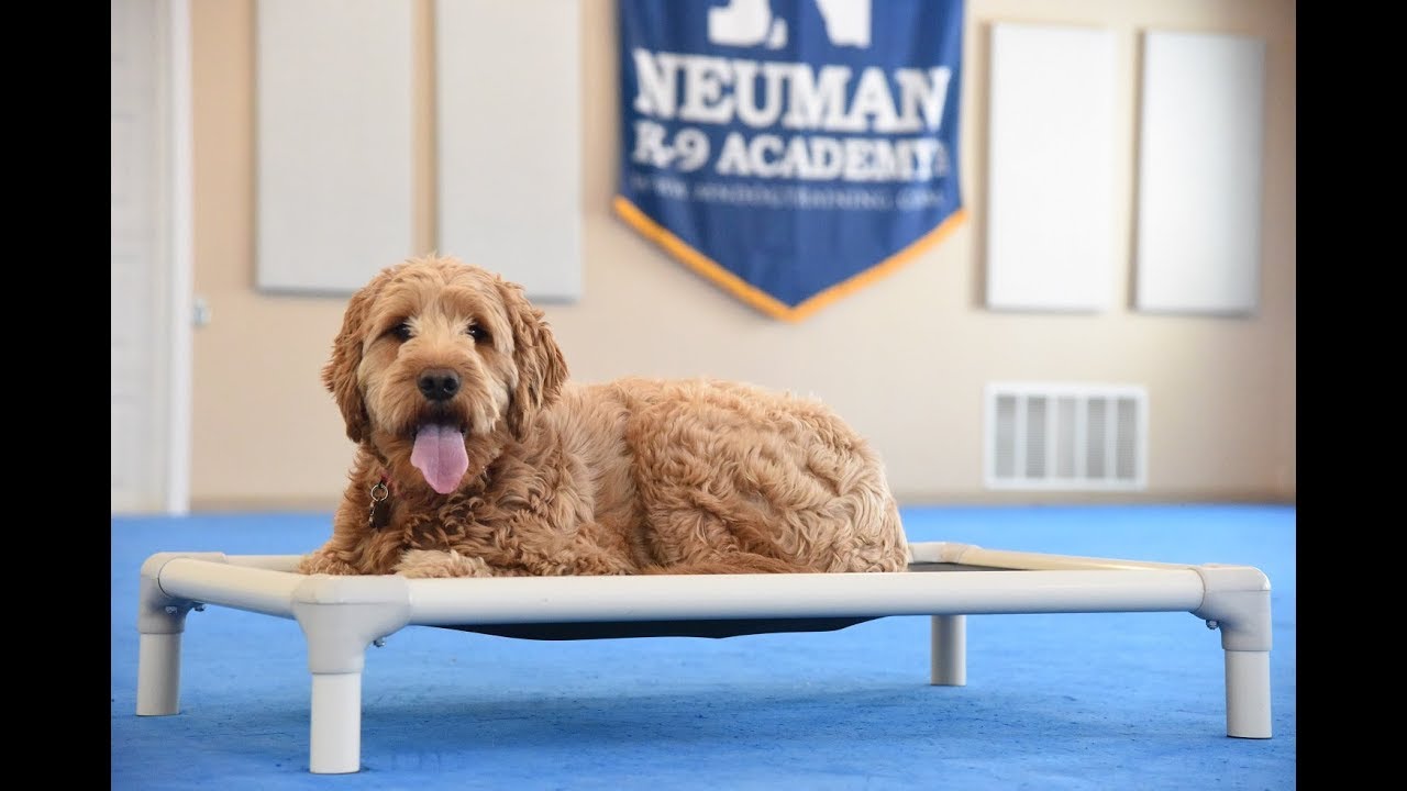 Ruby (Goldendoodle) Boot Camp Dog Training Video Demonstration YouTube