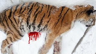 Голодная и раненая тигрица, пришла к людям просить о помощи