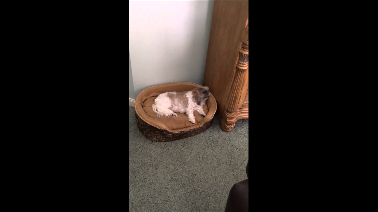 Dog Making Strange Sounds While Sleeping YouTube