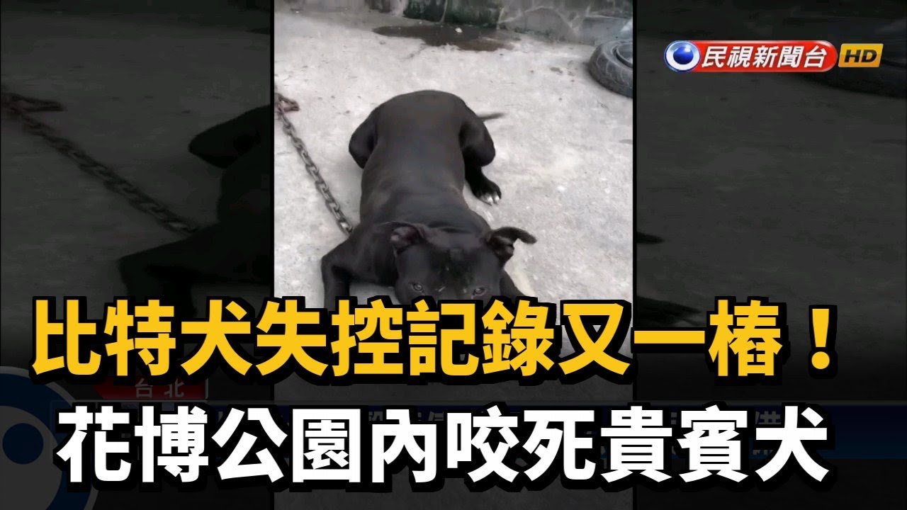 驚悚 北市花博公園比特犬咬死貴賓犬 民視新聞 Youtube