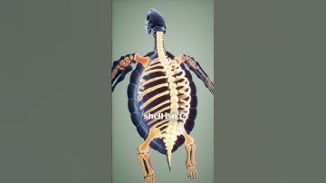 Thumbnail of 🐢 What Happens If a Turtle Loses Its Shell?  #goldenretriever #turtle #shell #pets #dreamypaws