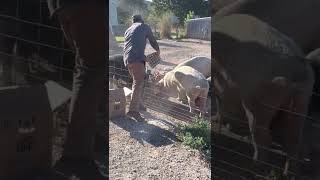 Feeding our pigs 100 dozen soft boiled Happy eggs from Brightwater Culinary school. They loved them! screenshot 5