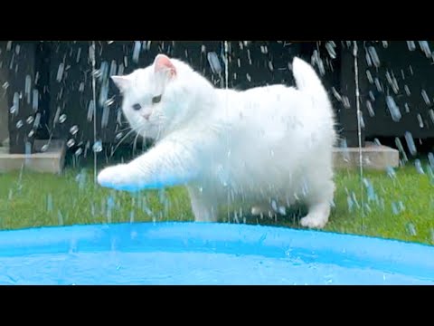 We Set Up a Fountain… And the Cat Punches Just Wouldn't Stop