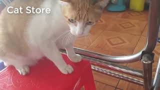 Angry Cats Videos Compilation 2022 - Try Not To Laugh Videos - Cat Store