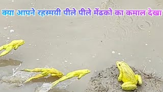 The Mysterious Yellow Frogs Techmeetdc