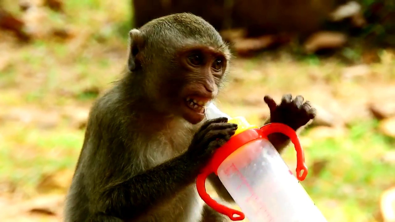 first foundry Monkeys Stealing Human Milk Bottle and run a way / Monkeys seem very thirsty