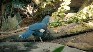 Scheepmakers Crowned Pigeon