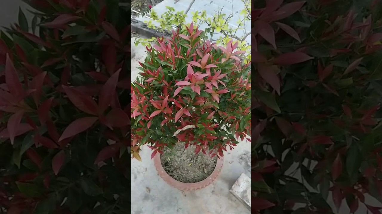 Best growing Syzygium plant 🌱🌱  
