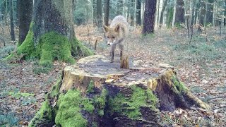 Fuchs im Wald 16.3.24 Tenniken