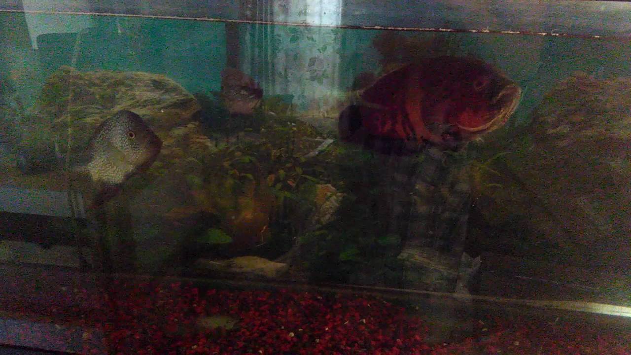 Oscars fish vs blue Texas cichlid - YouTube Oscars fish vs blue Texas cichlid - YouTube