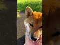 典型的な柴犬娘と、柴犬らしくない母😊　#犬 #柴犬のいる暮らし #柴犬#可愛い
