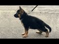 Funniest and Cutest 🐕 German Shepherd Dogs and Puppies