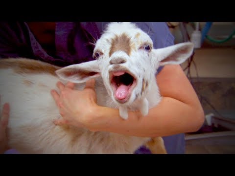 funny-goats-🐐-funny-goats-sounds-(full)-[funny-pets]