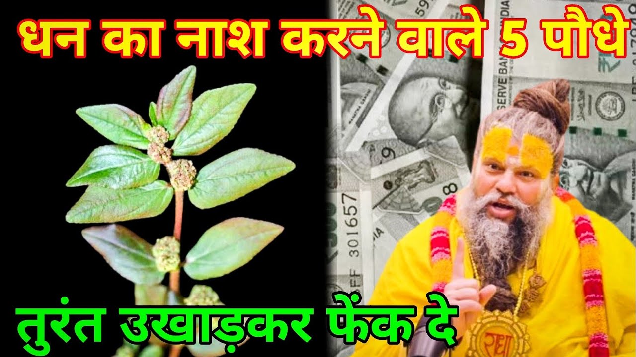 श्री कृष्ण कहते है इन 5  पौधों के कारण आती है गरीबी तुरंत उखाड़कर फेंक दे