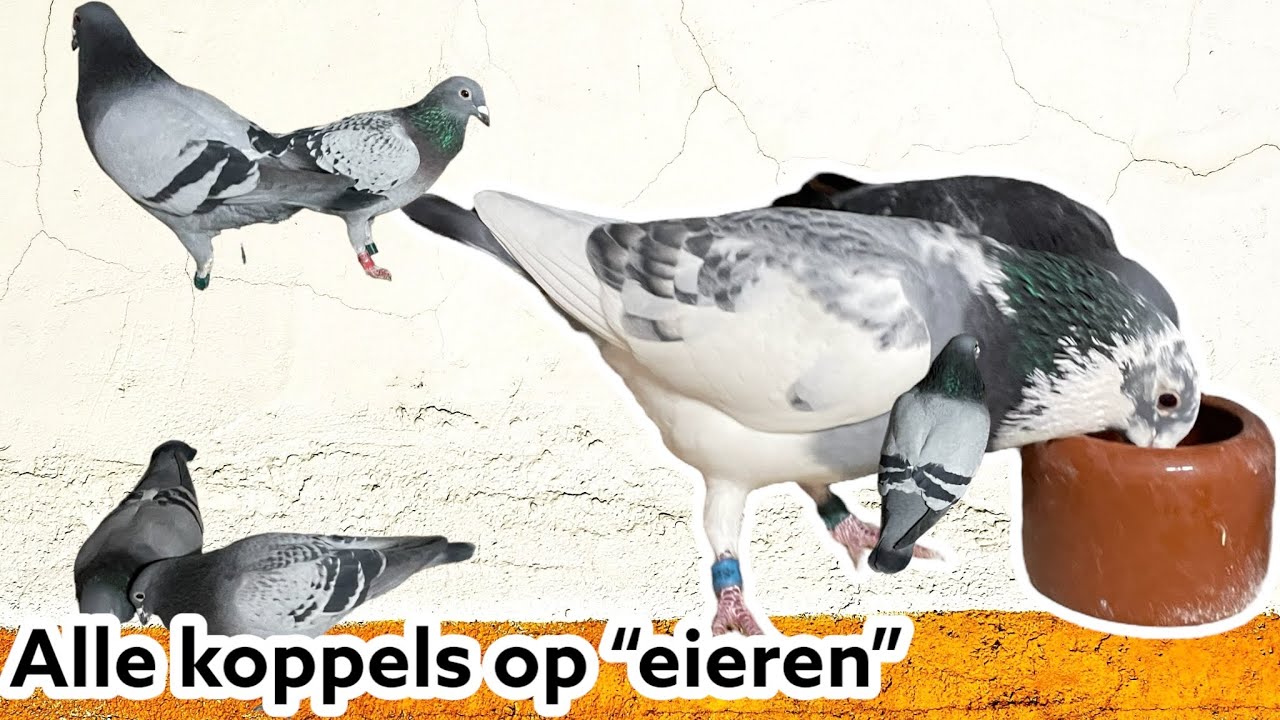 Alle koppels op eieren | Gaat Volle maan ons helpen? | Postduiven |