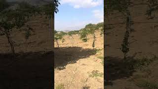 Üzüm bahçemiz 2 yaşında Diyarbakır kulp