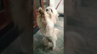 අමුක ඩුමුක Song ?❤ Funny Dog Dance funny athalvideo srilanka dog dance