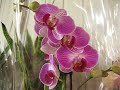 Новый завоз орхидей от 15.03.19г.
