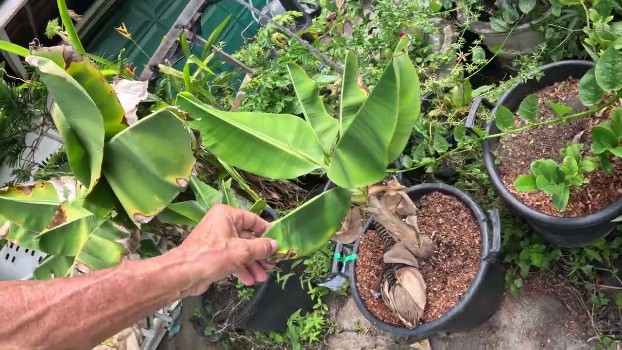 Extra Suriname Super dwarf & Triple arm banana plants...