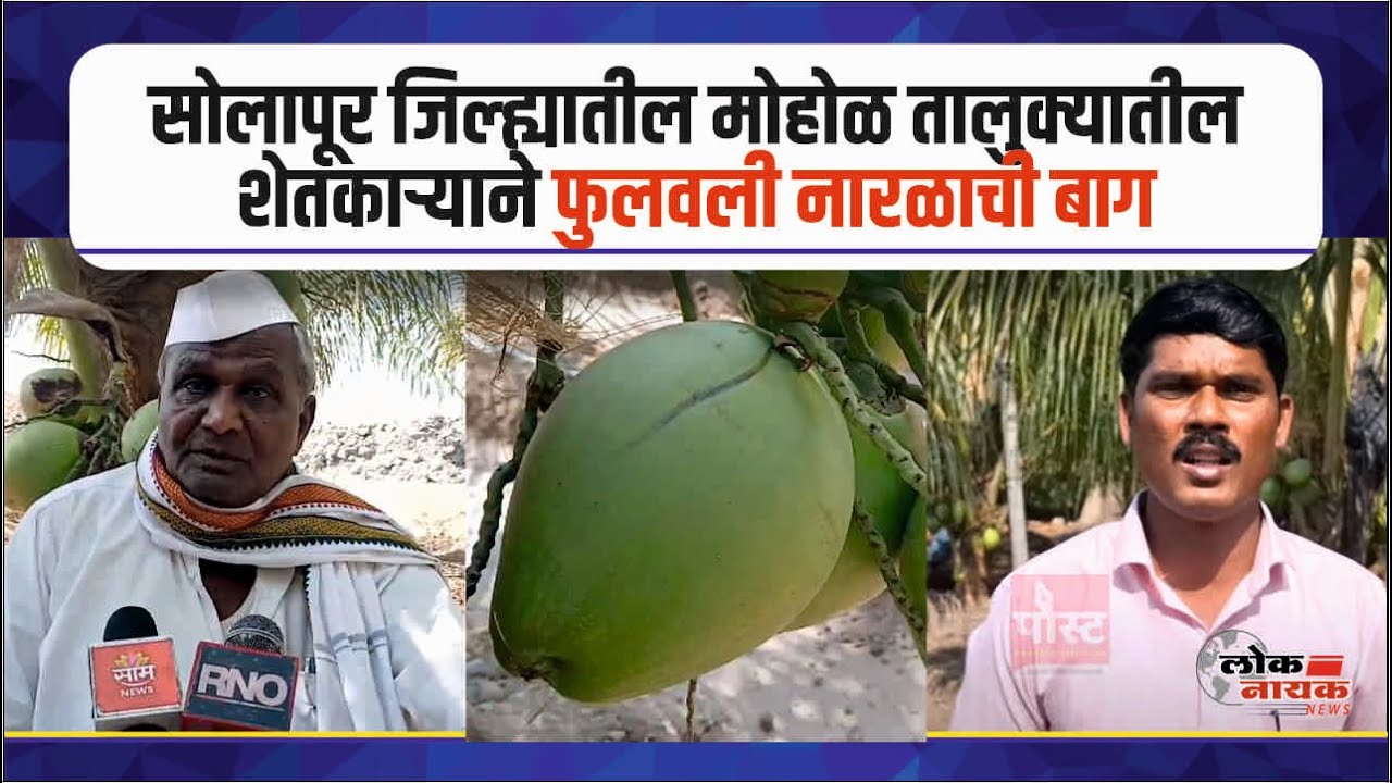 सोलापूर | जिल्ह्यातील मोहोळ तालुक्यातील शेतकाऱ्याने फुलवली नारळाची बाग coconut garden in Solapur