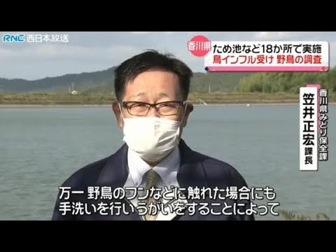 鳥インフルエンザ受け野鳥の調査開始香川県 動物愛誤 農業損害 經濟損害 アニマルホーダー 動物囤積症 トキソプラズマ 鳥インフルエンザ 禽流感 Bird Flu クリプトコックス症 Youtube 鳥インフルエンザ受け野鳥の調査開始香川県 動物愛誤 農業損害 經濟損害 アニマルホーダー 動物囤積症 トキソプラズマ 鳥インフルエンザ 禽流感 Bird Flu クリプトコックス症 Youtube