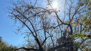 川普上台后还能不能走线来美国？没有签证用什么方式来美国合法又省钱？#走线#川普 #入境美国