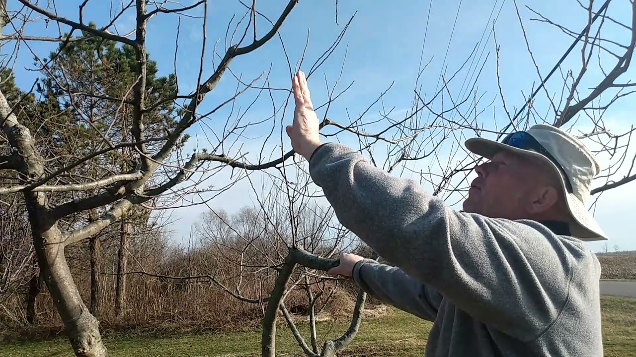 HOW TO PRUNE APPLE TREES // QUESTIONS ANSWERED + TIPS YouTube