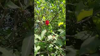 shorts # shorts video # cyut # flavr songs # viral shorts