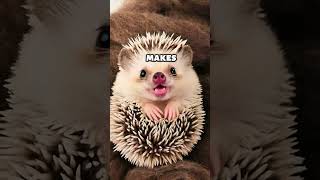 It makes FOAM with its spit and licks its own spines🤪 #wildlife #wildlifeentertainment #animals